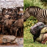 What Is the Best Migration Safari Company
