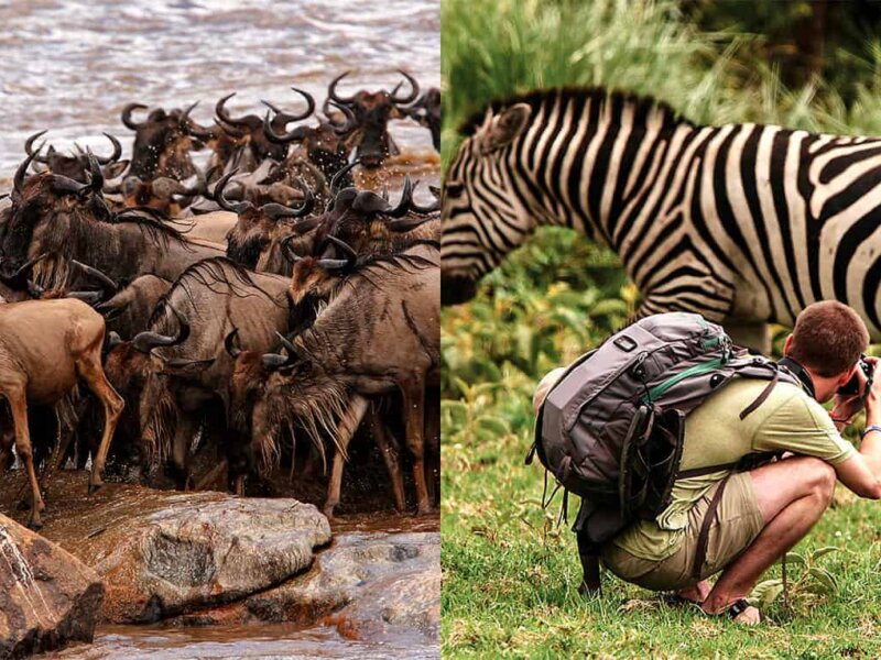 What Is the Best Migration Safari Company