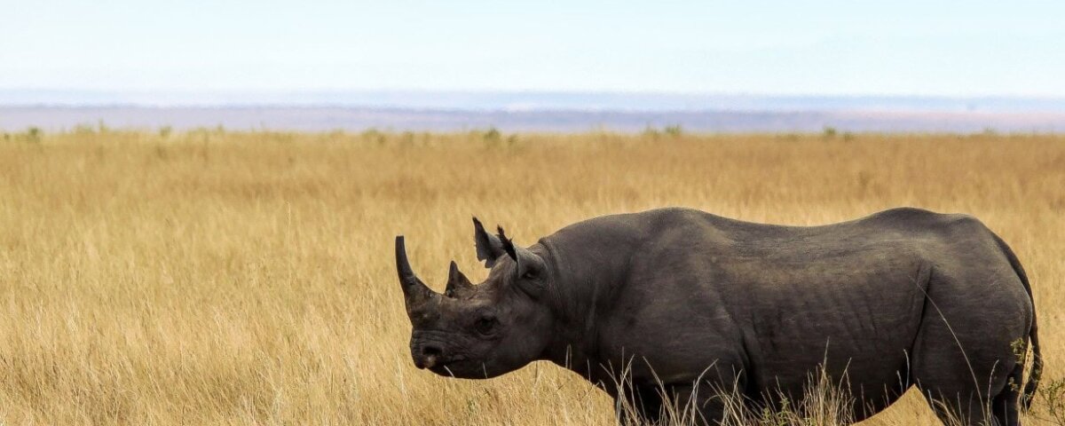 Can You See the Big Five in Tanzania