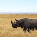 Can You See the Big Five in Tanzania