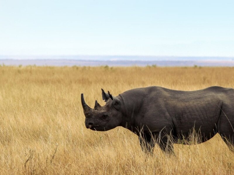 Can You See the Big Five in Tanzania