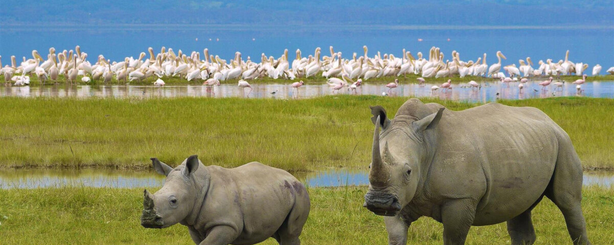 Can You See Rhinos in Ngorongoro Crater