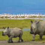 Can You See Rhinos in Ngorongoro Crater