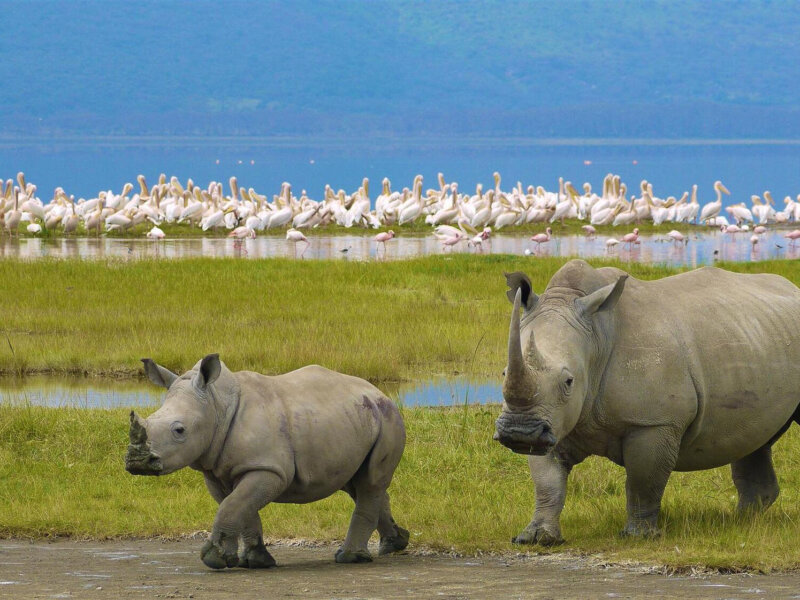 Can You See Rhinos in Ngorongoro Crater