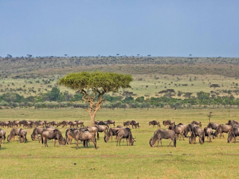 What Is Budget Serengeti Safari Cost?