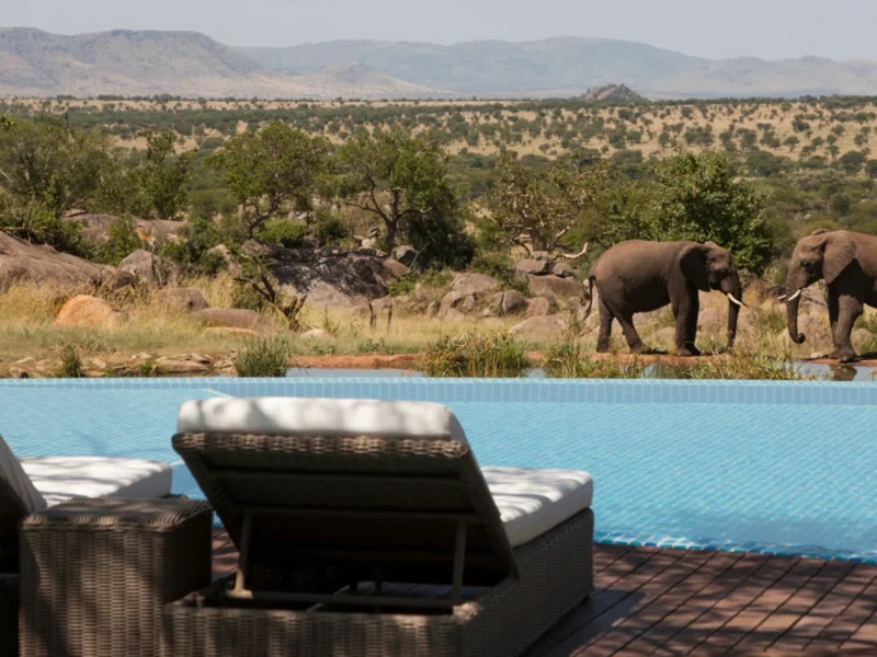 How Much Does Luxury Tanzania Safari Cost