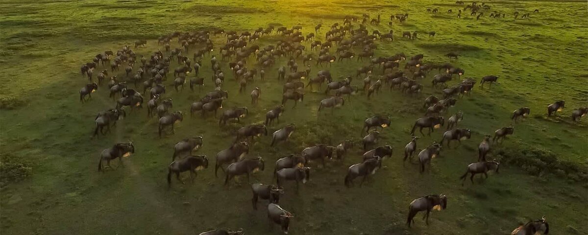 Which Side of Serengeti Is Best for Migration