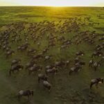 Which Side of Serengeti Is Best for Migration
