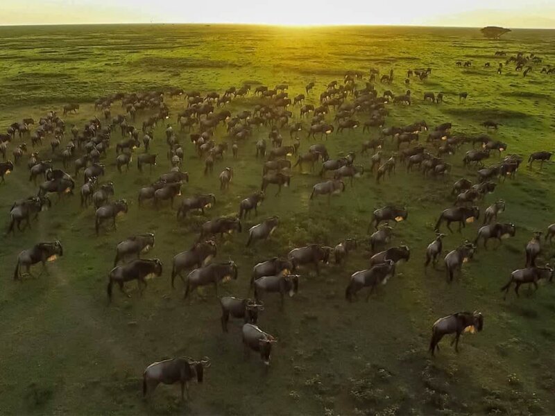 Which Side of Serengeti Is Best for Migration