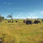 What Is Educational Safari in Tanzania