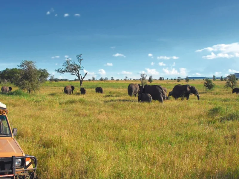 What Is Educational Safari in Tanzania