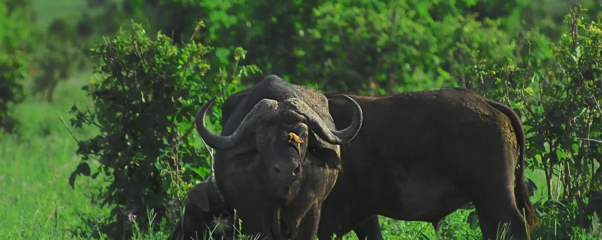 Can I Do Affordable Serengeti Safari