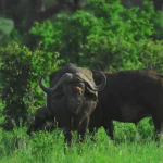 Can I Do Affordable Serengeti Safari