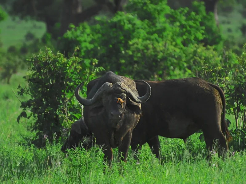 Can I Do Affordable Serengeti Safari