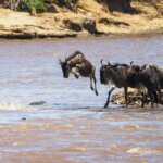 When Do Wildebeest Cross Mara River