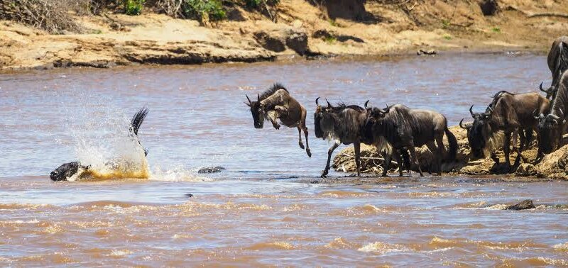 When Do Wildebeest Cross Mara River