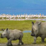 What Are the Best Lake Nakuru Safaris