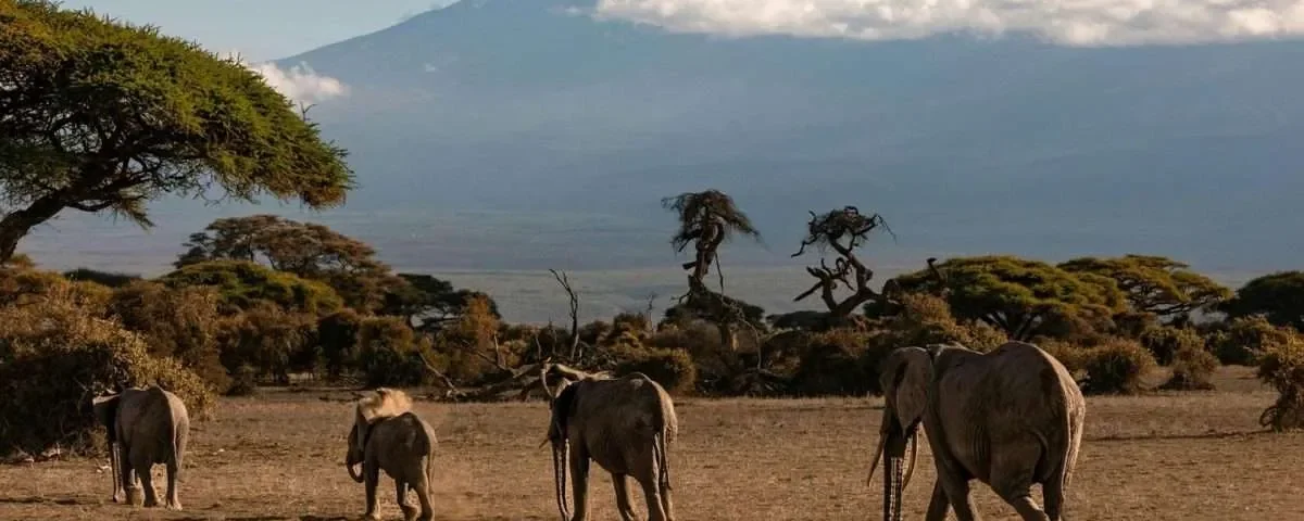 How Much Does Serengeti Safari Cost
