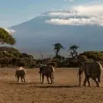 How Much Does Serengeti Safari Cost