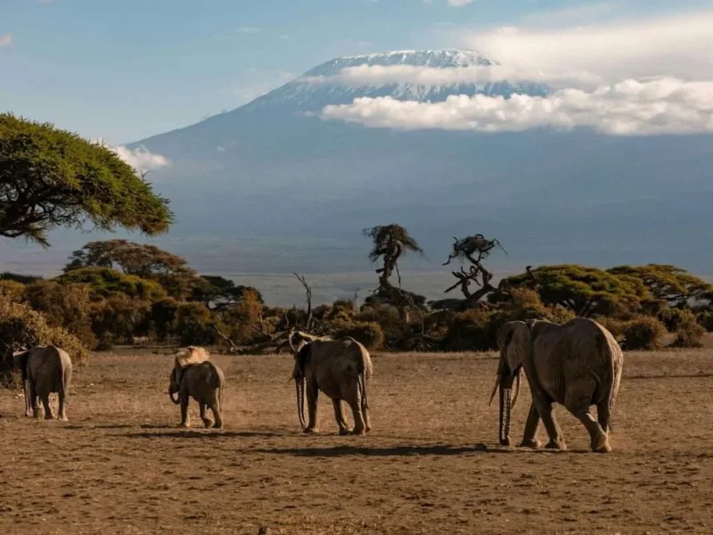 How Much Does Serengeti Safari Cost