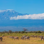 Which Safari Parks Are Near Kilimanjaro