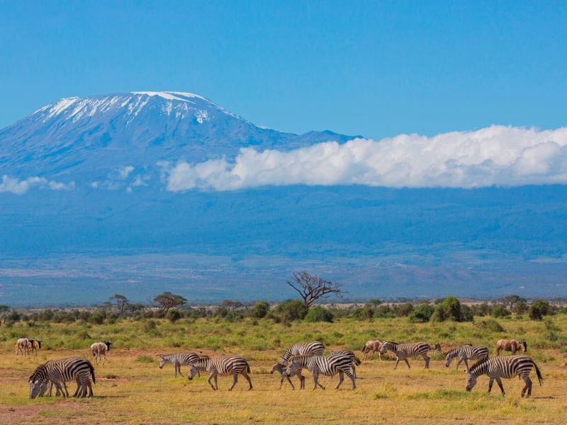 Which Safari Parks Are Near Kilimanjaro