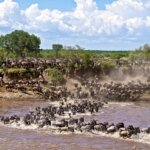 Which Side of Serengeti Is Best