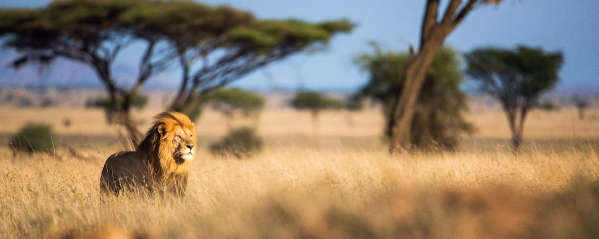 Which Luxury Lodges Are Near Ngorongoro