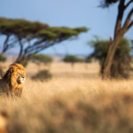 Which Luxury Lodges Are Near Ngorongoro