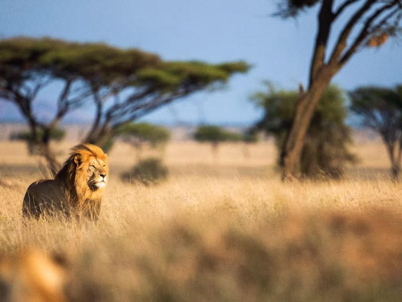 Which Luxury Lodges Are Near Ngorongoro