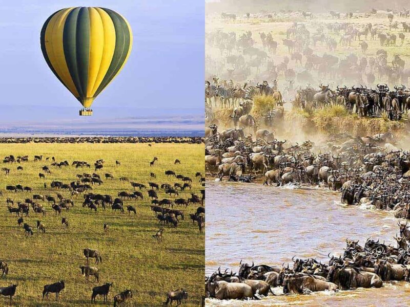 What Is the Best Migration Safari Itinerary