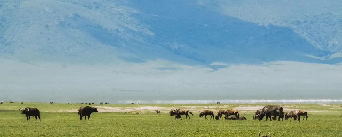 What Is the Best Time to Visit Ngorongoro