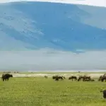 What Is the Best Time to Visit Ngorongoro