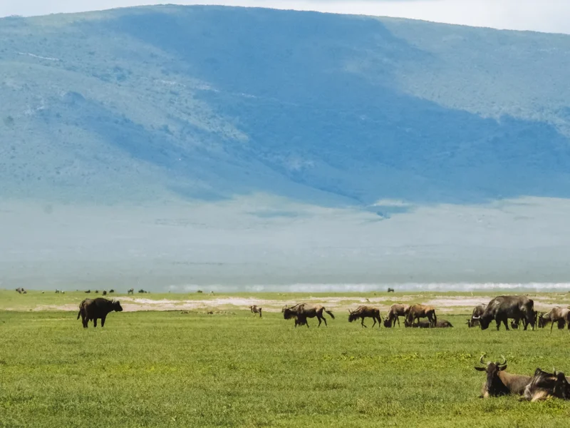 What Is the Best Time to Visit Ngorongoro
