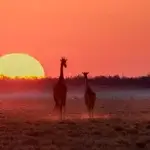What Is the Weather Like in Serengeti