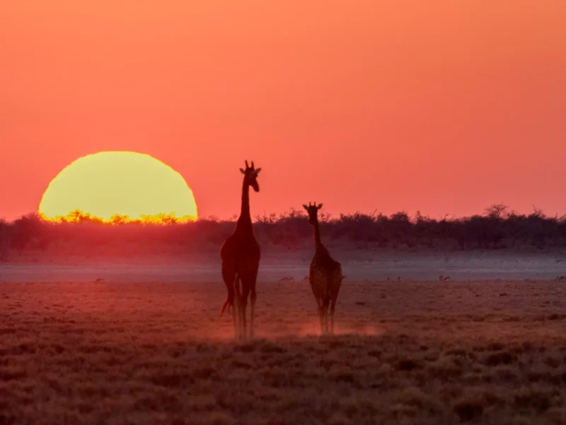 What Is the Weather Like in Serengeti