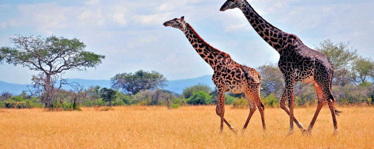 What Is the Best Month for Serengeti Safari
