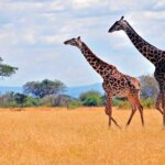 What Is the Best Month for Serengeti Safari