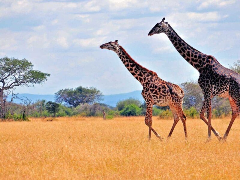 What Is the Best Month for Serengeti Safari