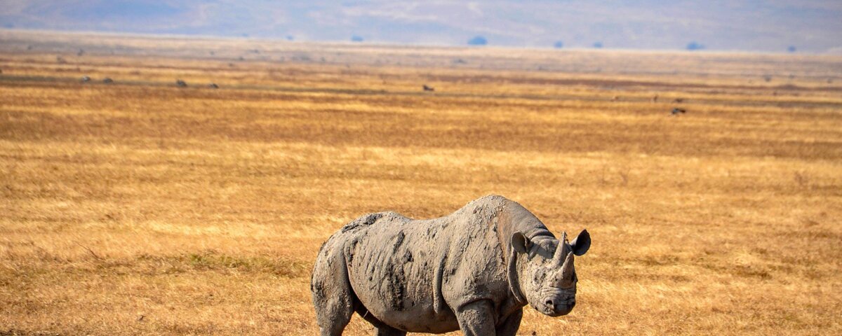 Where Can I See Rhinos in Tanzania