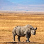 Where Can I See Rhinos in Tanzania