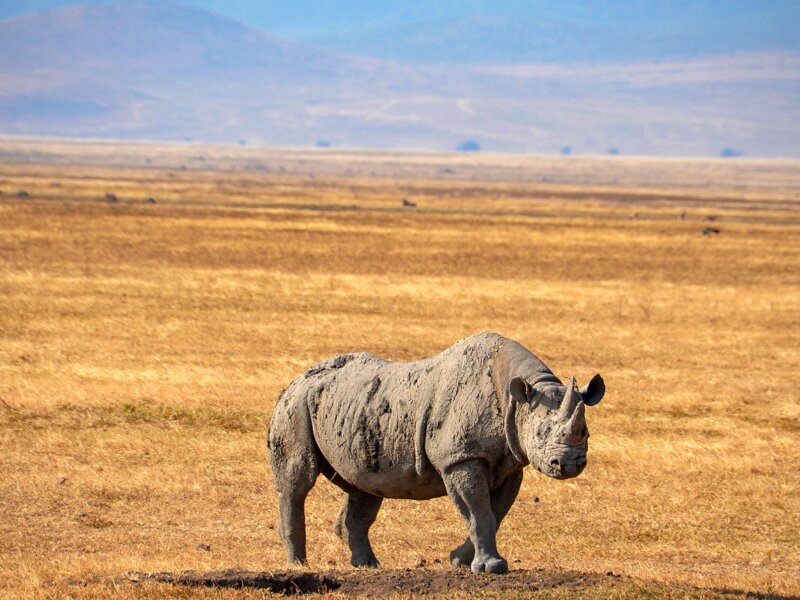 Where Can I See Rhinos in Tanzania