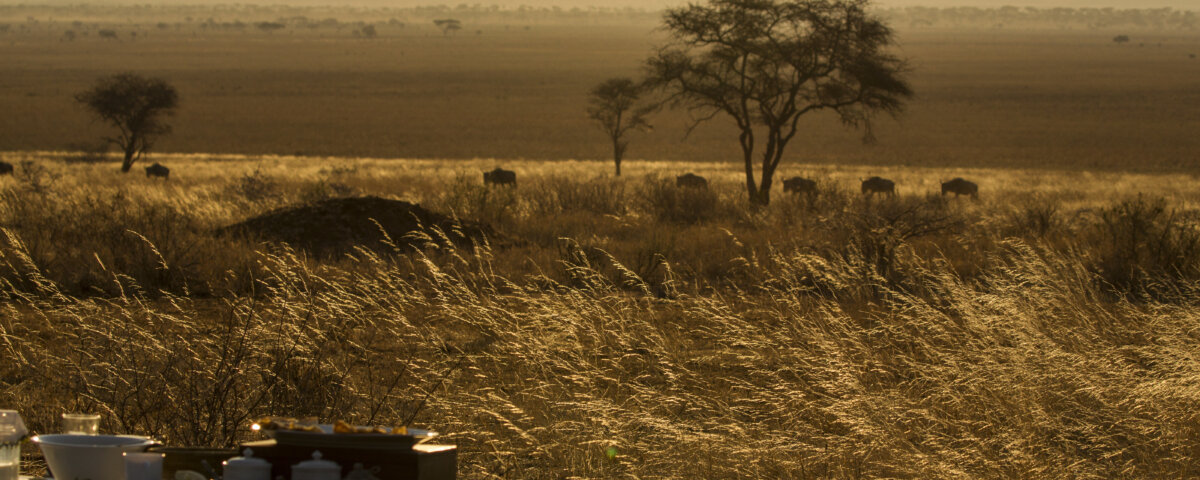 How Much Is Budget Safari in Tanzania