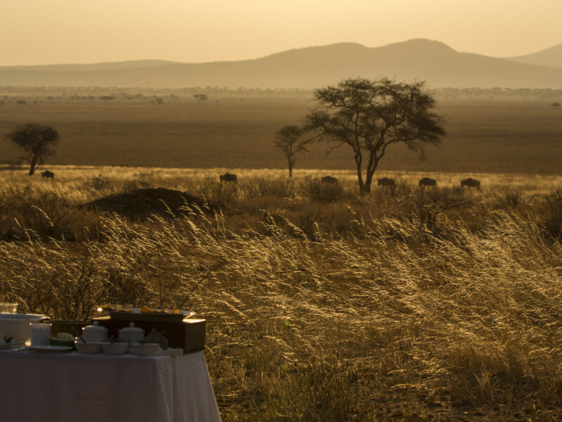 How Much Is Budget Safari in Tanzania