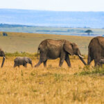 What Is All Inclusive Zanzibar Safari