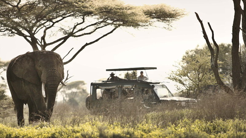 Are Luxury Tanzania Safaris Worth It