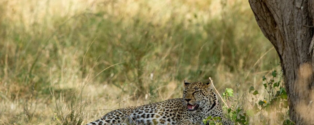 Is Serengeti Worth Visiting