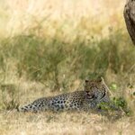 Is Serengeti Worth Visiting