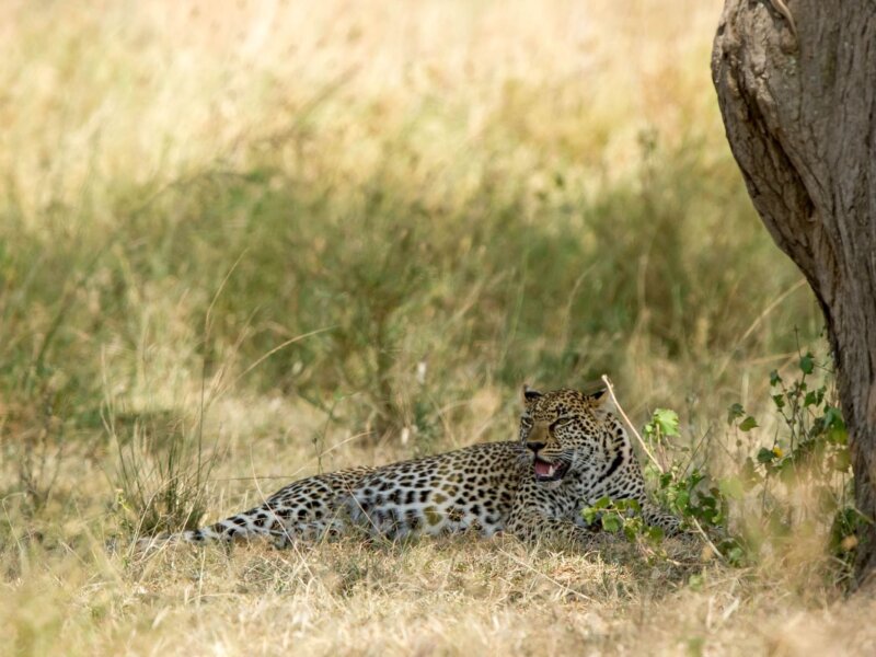 Is Serengeti Worth Visiting