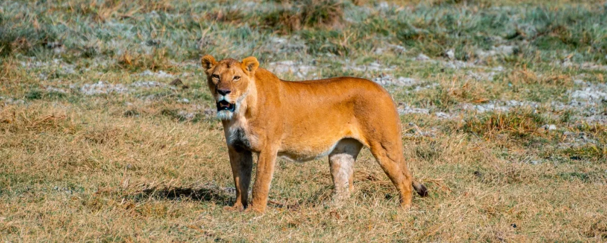 What Is the Best Serengeti Itinerary